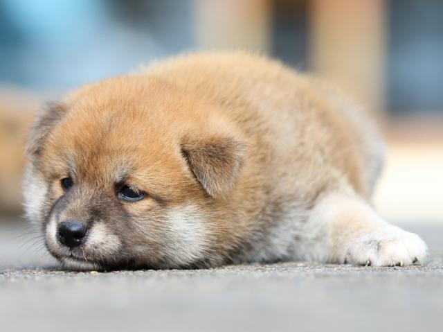 fp5a1649-puppy fp5a1649-puppy