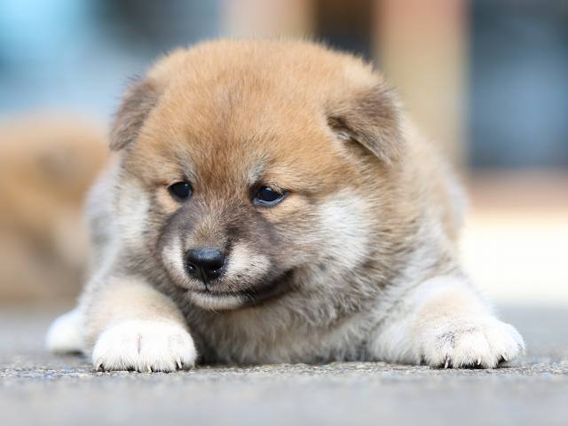 fp5a1668-puppy fp5a1668-puppy
