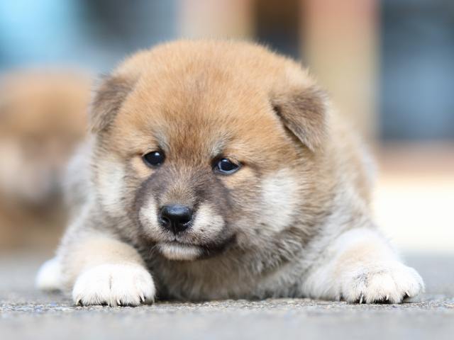 fp5a1688-puppy fp5a1688-puppy