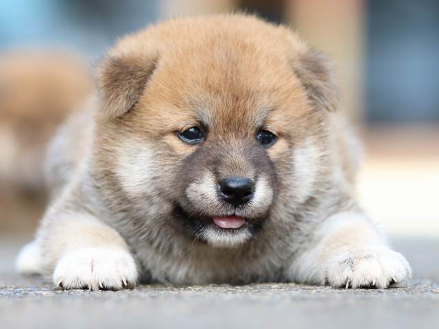 fp5a1698-puppy fp5a1698-puppy
