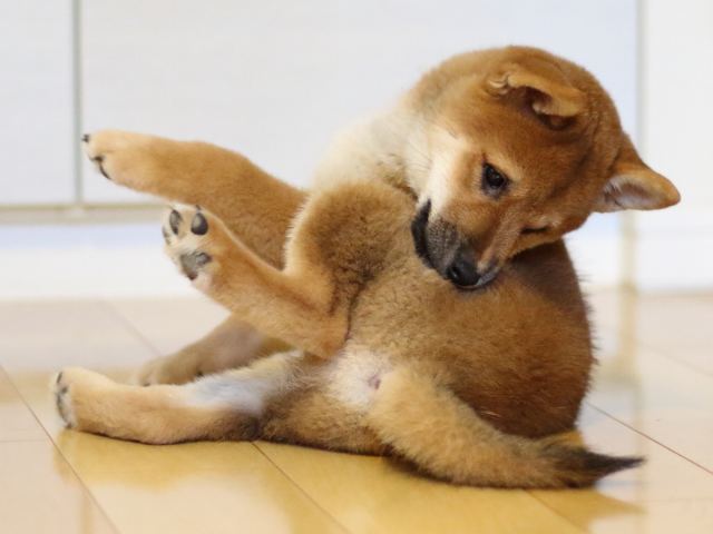 fp5a1800-puppy fp5a1800-puppy