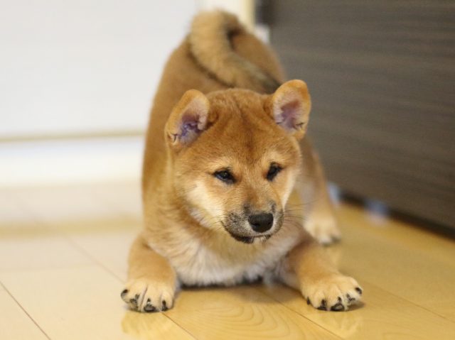 fp5a1953-puppy fp5a1953-puppy