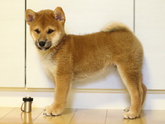 fp5a2048-puppy fp5a2048-puppy