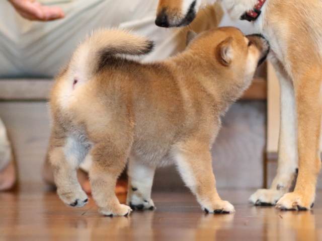 fp5a2051-puppy fp5a2051-puppy