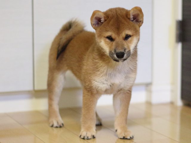 fp5a2084-puppy fp5a2084-puppy