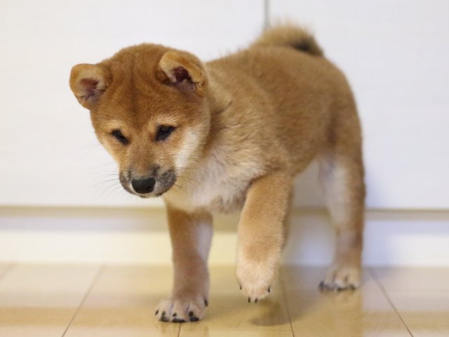 fp5a2109-puppy fp5a2109-puppy