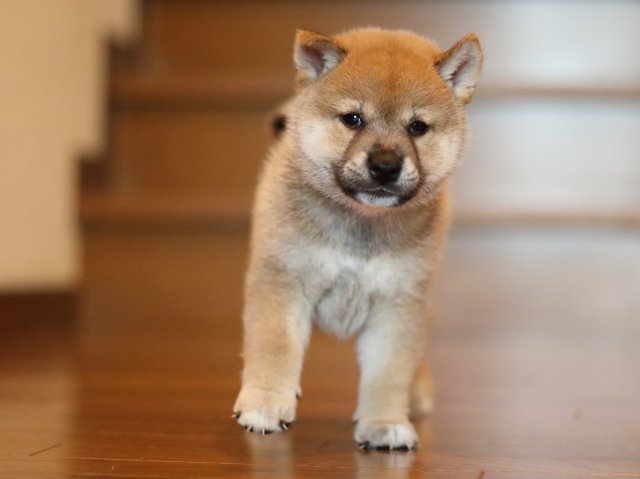 fp5a2124-puppy fp5a2124-puppy