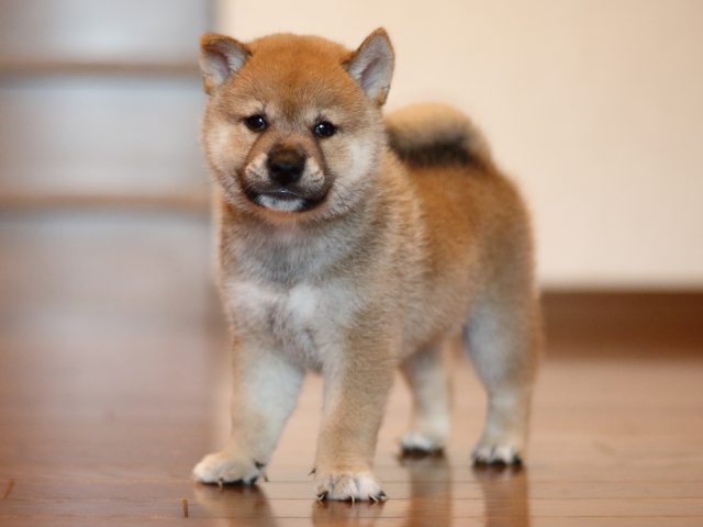 fp5a2203-puppy fp5a2203-puppy