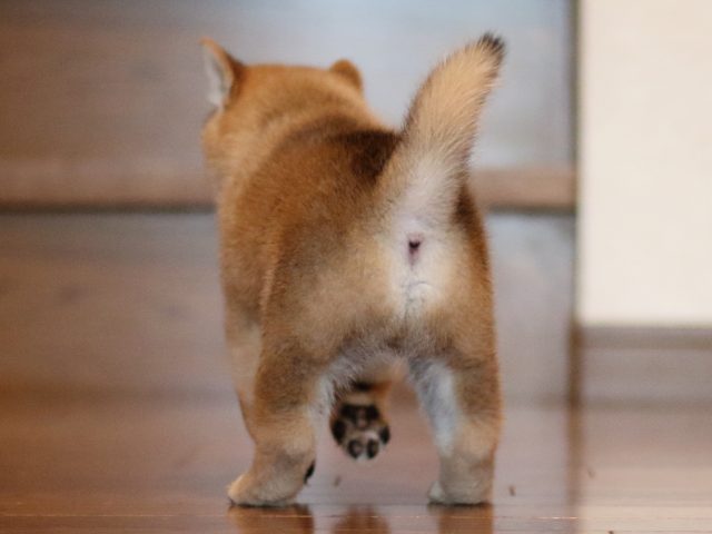 fp5a2209-puppy fp5a2209-puppy