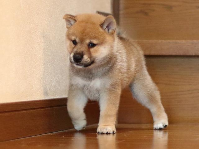 fp5a2217-puppy fp5a2217-puppy