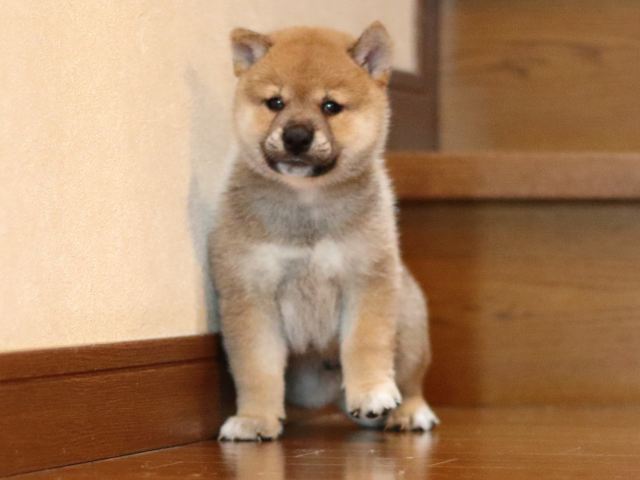 fp5a2220-puppy fp5a2220-puppy