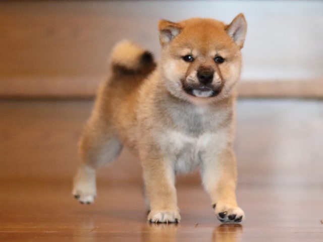 fp5a2252-puppy fp5a2252-puppy