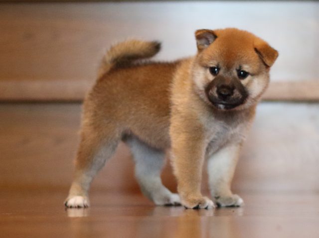 fp5a2296-puppy fp5a2296-puppy