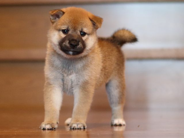 fp5a2354-puppy fp5a2354-puppy