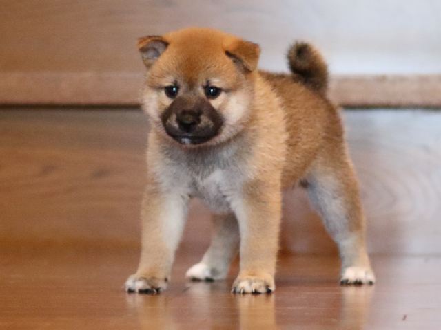 fp5a2385-puppy fp5a2385-puppy