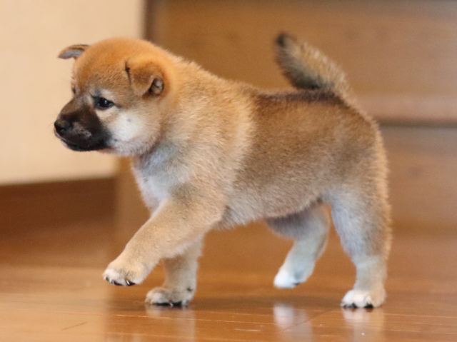 fp5a2402-puppy fp5a2402-puppy