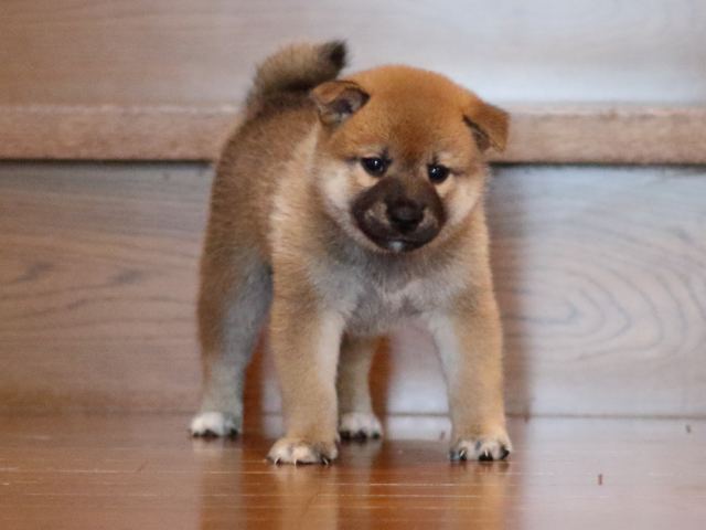 fp5a2416-puppy fp5a2416-puppy