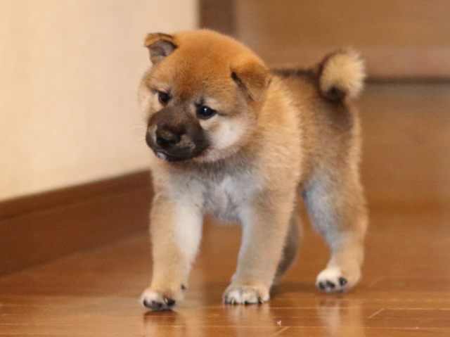 fp5a2427-puppy fp5a2427-puppy
