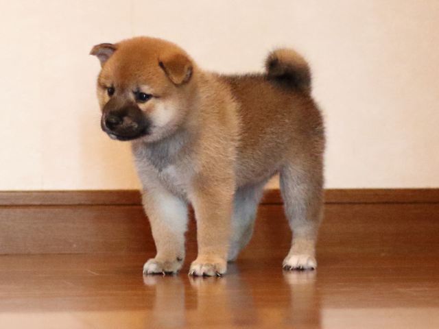 fp5a2452-puppy fp5a2452-puppy