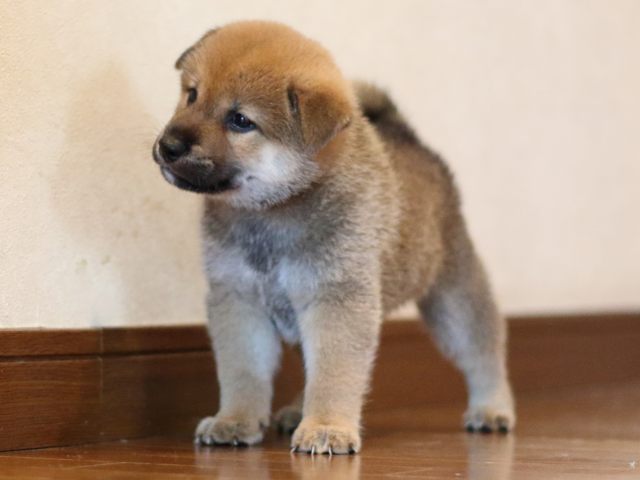 fp5a2505-puppy fp5a2505-puppy
