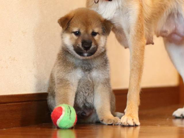 fp5a2511-puppy fp5a2511-puppy