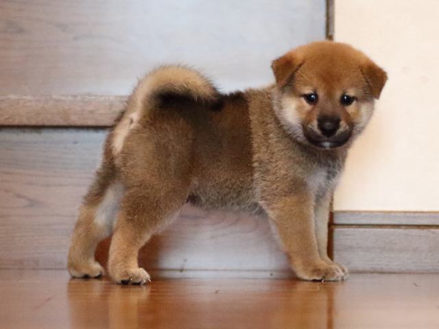 fp5a2533-puppy fp5a2533-puppy