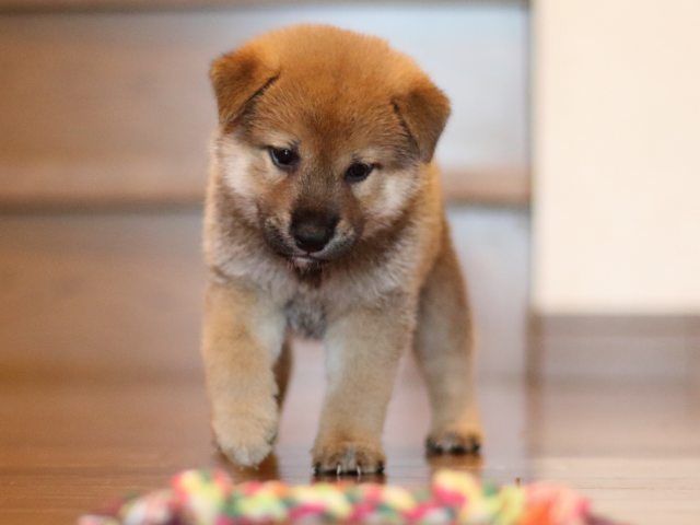fp5a2572-puppy fp5a2572-puppy