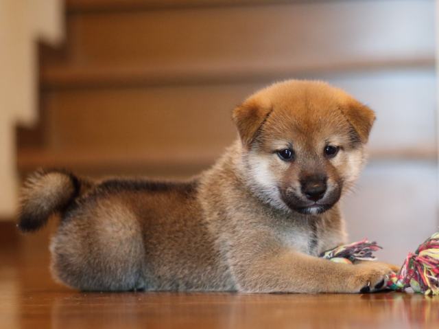 fp5a2601-puppy fp5a2601-puppy
