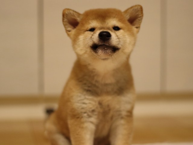 fp5a2624-puppy fp5a2624-puppy