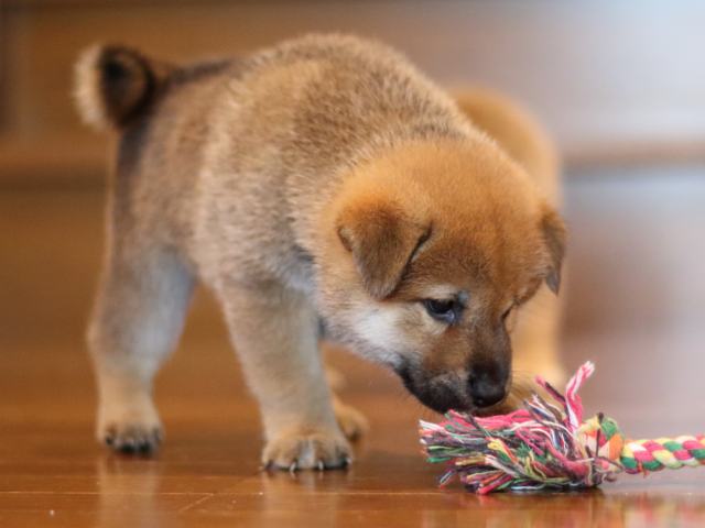fp5a2631-puppy fp5a2631-puppy