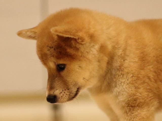 fp5a2784-puppy fp5a2784-puppy