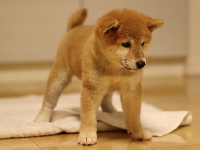 fp5a2804-puppy fp5a2804-puppy