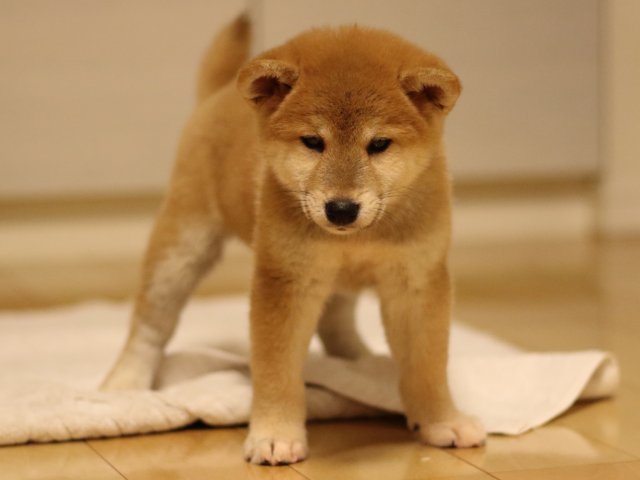 fp5a2813-puppy fp5a2813-puppy