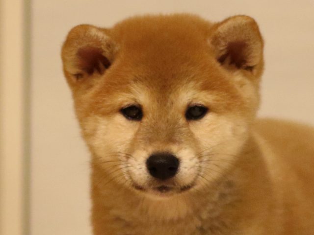 fp5a2844-puppy fp5a2844-puppy