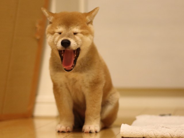 fp5a2856-puppy fp5a2856-puppy
