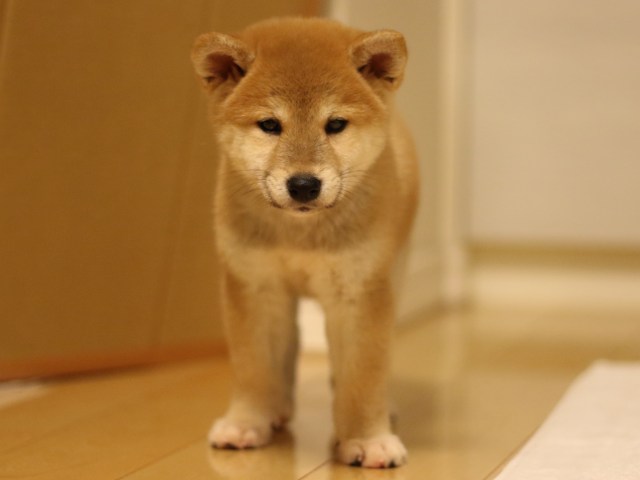fp5a2898-puppy fp5a2898-puppy