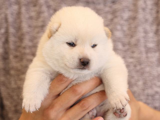 fp5a3422-puppy fp5a3422-puppy