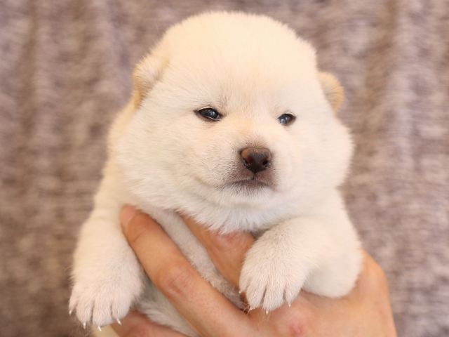 fp5a3424-puppy fp5a3424-puppy