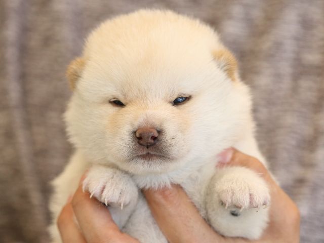 fp5a3432-puppy fp5a3432-puppy
