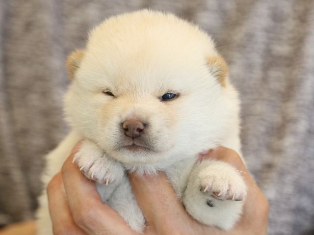 fp5a3433-puppy fp5a3433-puppy