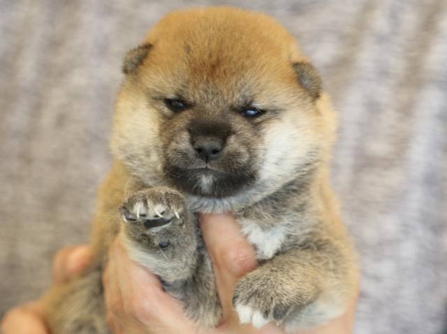 fp5a3437-puppy fp5a3437-puppy