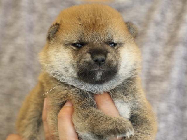 fp5a3439-puppy fp5a3439-puppy