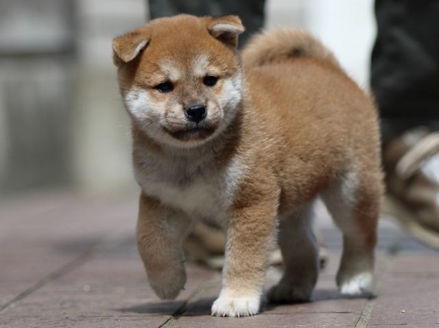 fp5a3456-puppy fp5a3456-puppy