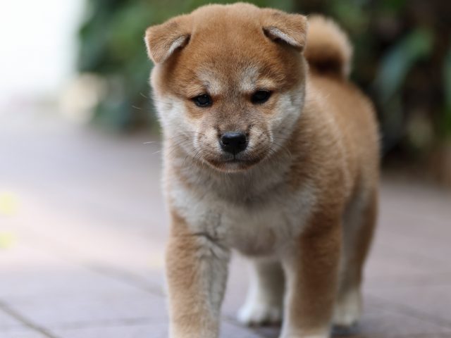 fp5a3516-puppy fp5a3516-puppy