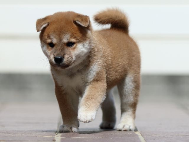 fp5a3536-puppy fp5a3536-puppy