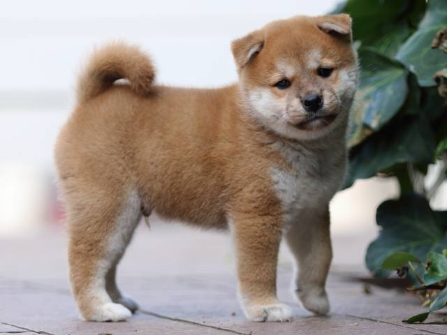 fp5a3567-puppy fp5a3567-puppy