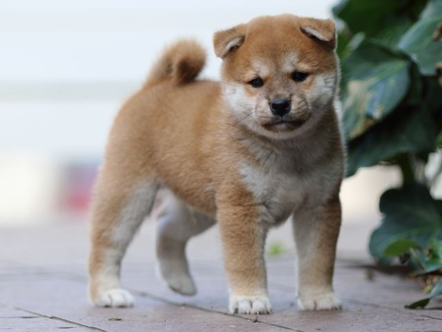 fp5a3572-puppy fp5a3572-puppy