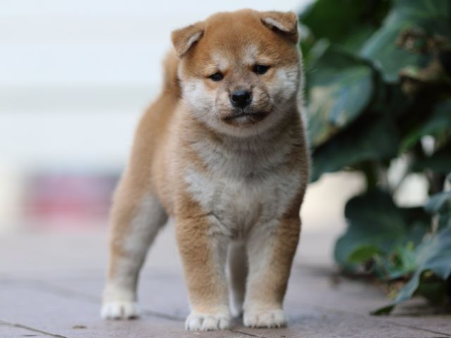 fp5a3606-puppy fp5a3606-puppy