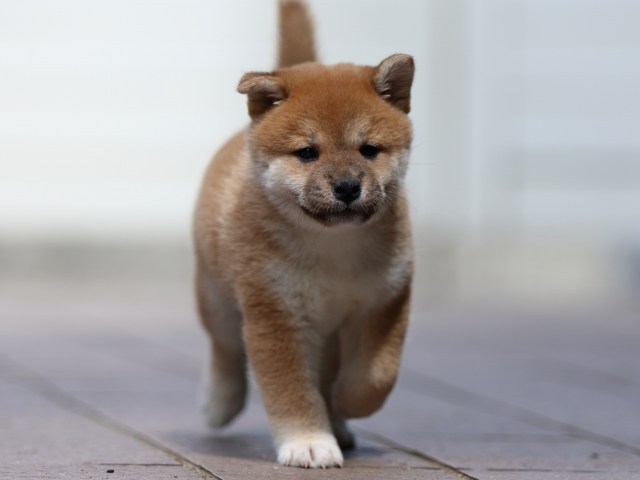 fp5a3623-puppy fp5a3623-puppy