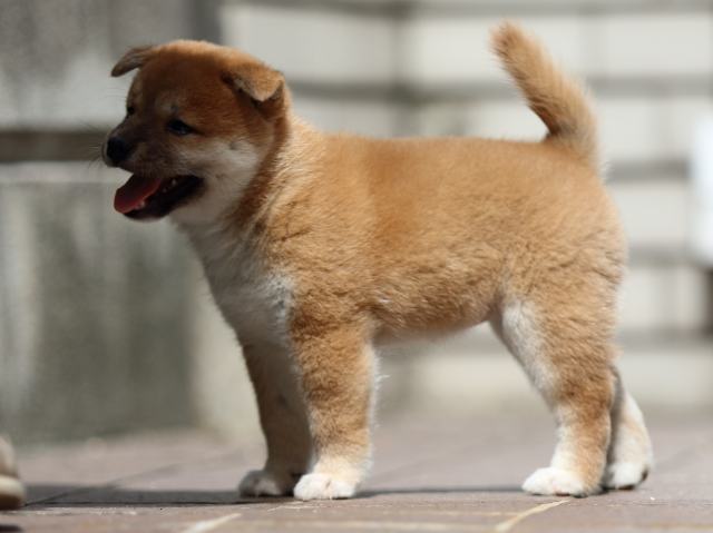 fp5a3642-puppy fp5a3642-puppy